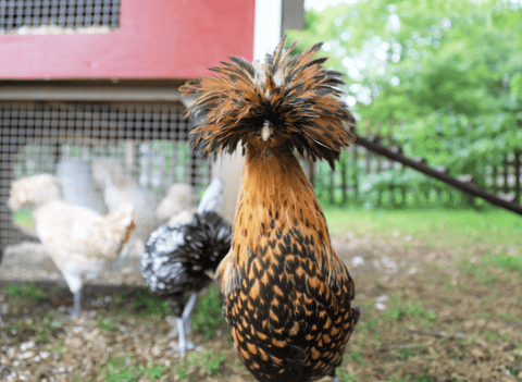 A Polish Crested chicken staring at the camera with her backyard coop behind her