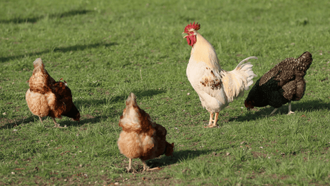 A rooster in the backyard crowing