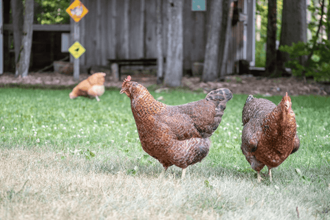 Backyard chickens free-ranging