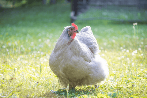 A lavendar orpington in the grass