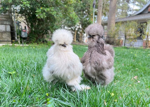 Silkie Chicken