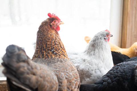 A flock of healthy chickens whose owner prevented them from suffering from sour crop