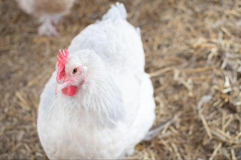 A white chicken about to undergo treatment for sour crop