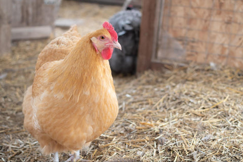 A tan chicken with its crop or craw prominently displayed
