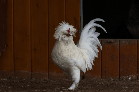 An all-white Sultan rooster