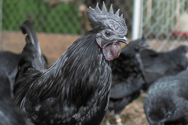 A Svart Hona rooster