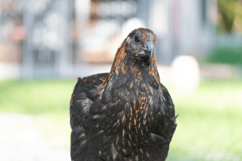A rooster staring into the camera