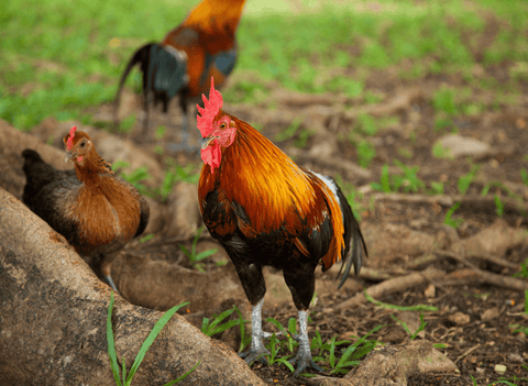 A rooster with a hen
