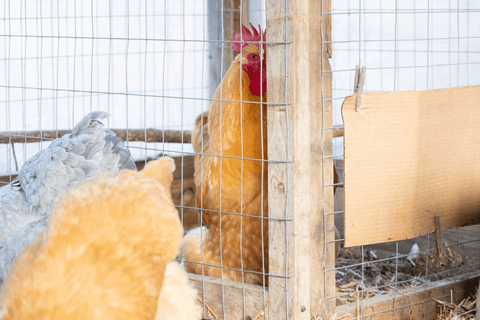 A rooster in rooster jail staring at hens