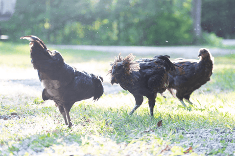 Two aggressive roosters squaring off