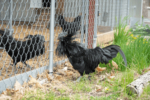 A rooster demonstrating signs of aggression