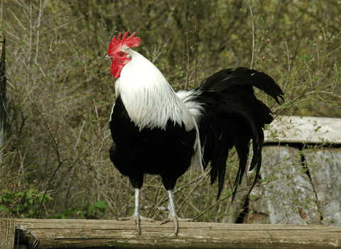 A black and white rooster standing on a fence