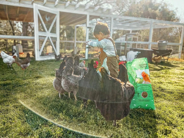 A child feeding the chickens he is raising