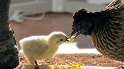 A momma hen giving her chick some corn