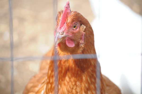 Golden Comet Chicken