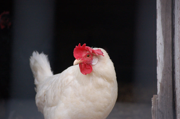 Leghorn chicken breed