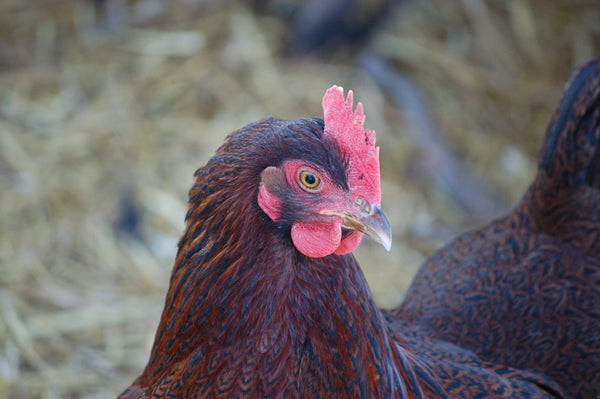 Plymouth rock chicken