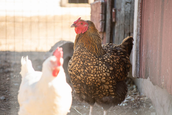 Wyandotte chicken breed