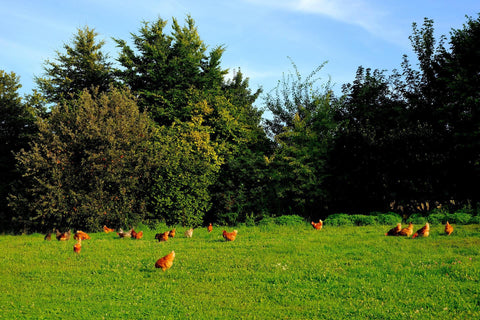 Chickens eating grass and lawn clippings