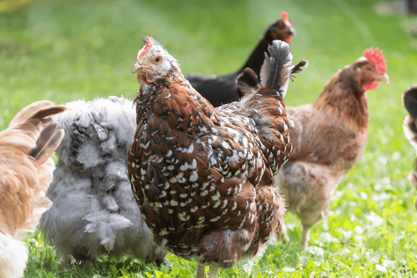 A flock enjoying sunshine together