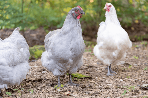 Hens that have been successfully added to their new flock