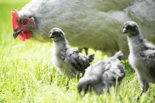 A hen with her brood of chicks free-ranging as they grow big enough for introductions