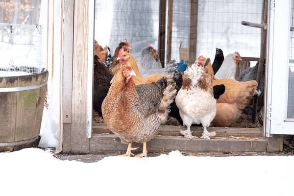 Chickens standing at their coop door
