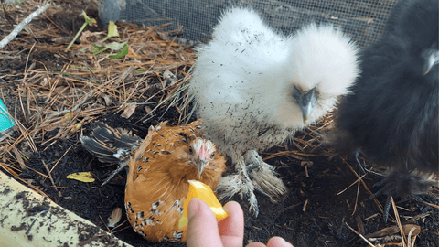 chickens eating oranges