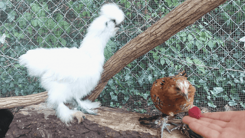A chicken eating a rspberry