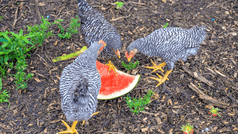 Chickens eating watermelon