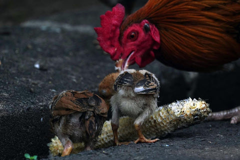 Chickens eating corn on the cob