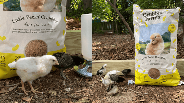 chicks happily eating