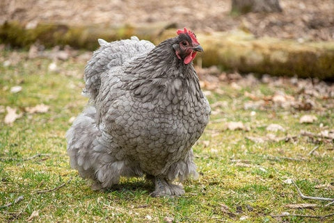 Cochin Chicken