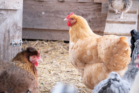 A chicken with a healthy crop