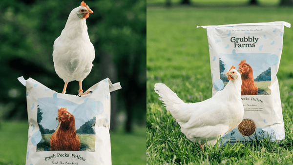 A white chicken standing on a back of Fresh Pecks Pellets layer feed