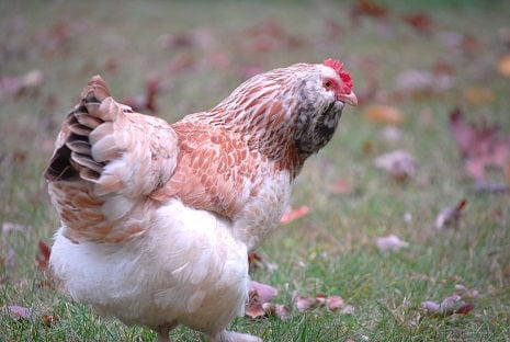 Faverolle 2 Chicken