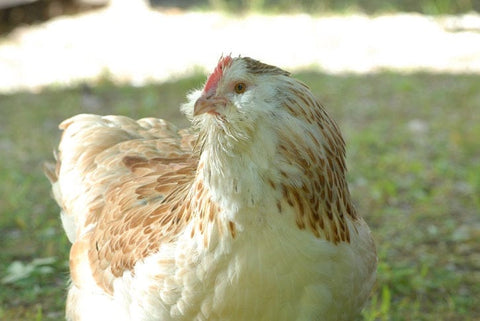 Faverolle Chicken