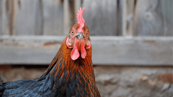 A chicken looking at the camera