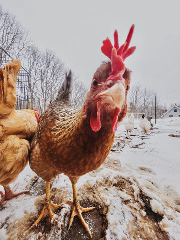 A chicken standing in snow looking into the camera
