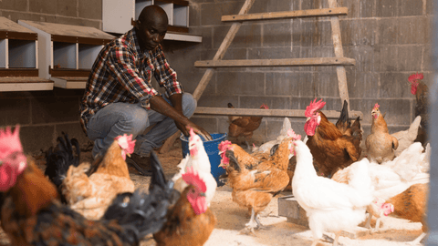 chickens in a garage