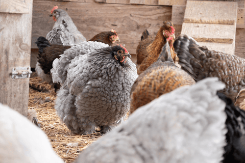 A flock of chickens in their coop with a ramp to their roosting area in the background