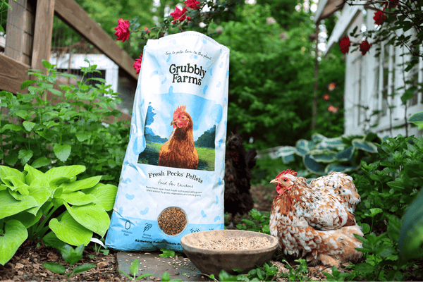 A hen sitting next to a high protein winter diet