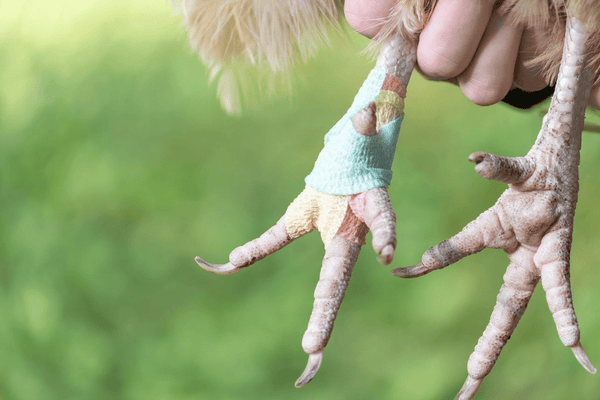 A chicken with its foot wrapped after being treated for bumblefoot