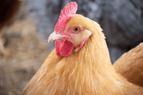 A tan chicken with a bit of straw in its mouth