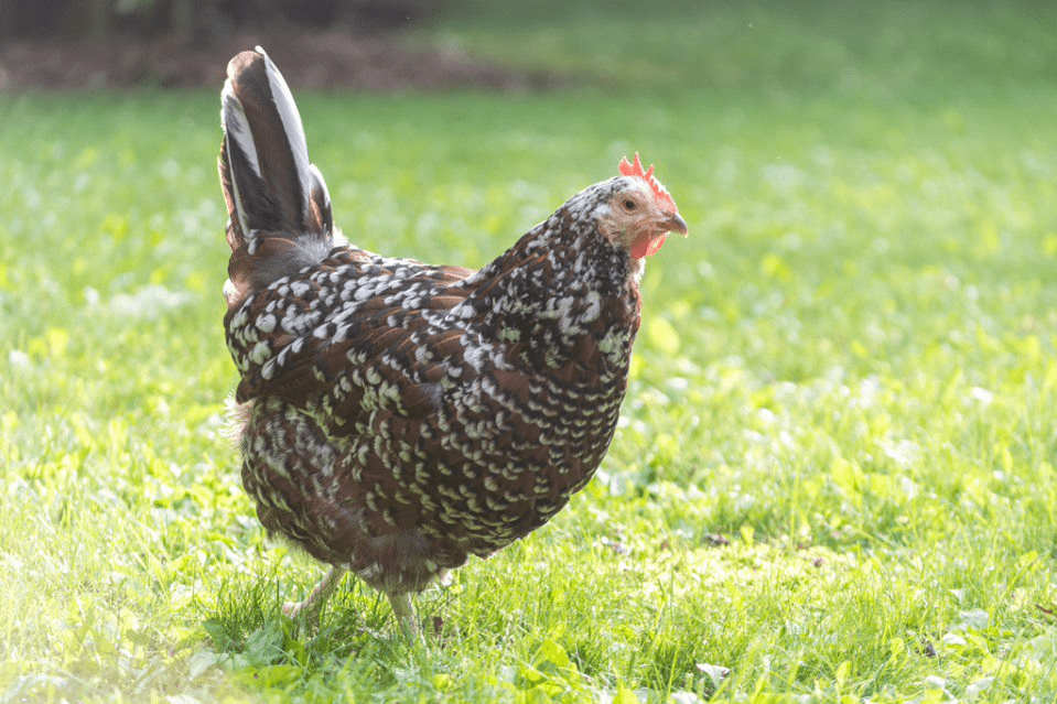 A Speckled Sussex chicken in the grass