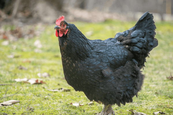 A hen looking off into the distance with her distinctive rounded feathers