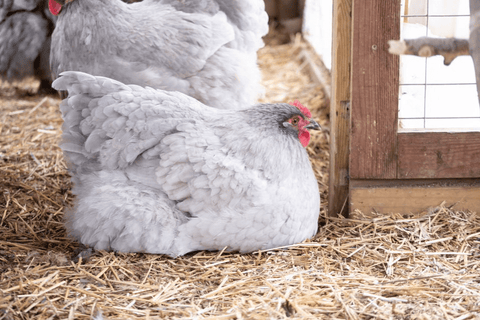 A gray chicken sleeping on the floor of the coop
