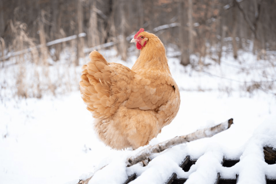 A beautiful Buff Orpington chicken in the snow