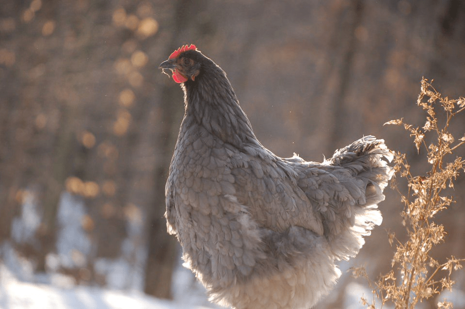 A Cochin chicken in the sunshine