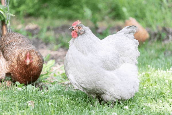 A chicken that successfully healed from their bumblefoot infection